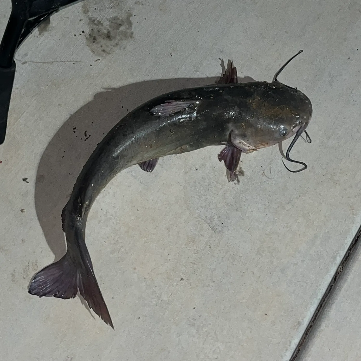 Channel catfish caught on Fishbrain
