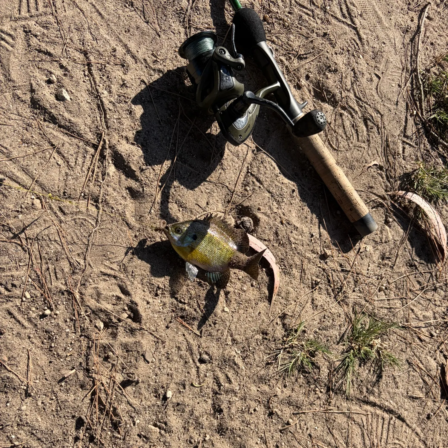 Bluegill caught on Fishbrain