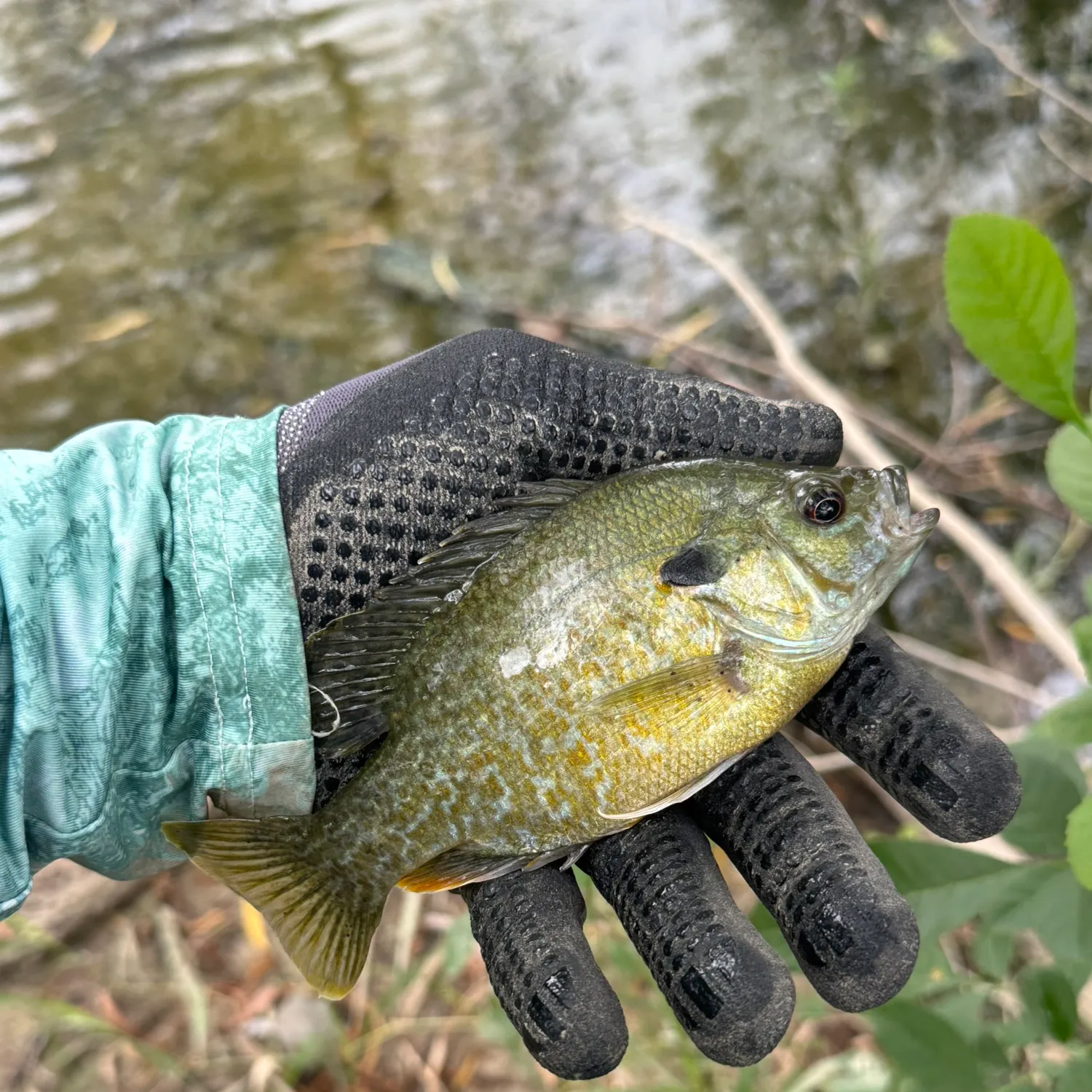 Greengill hybrid caught on Fishbrain