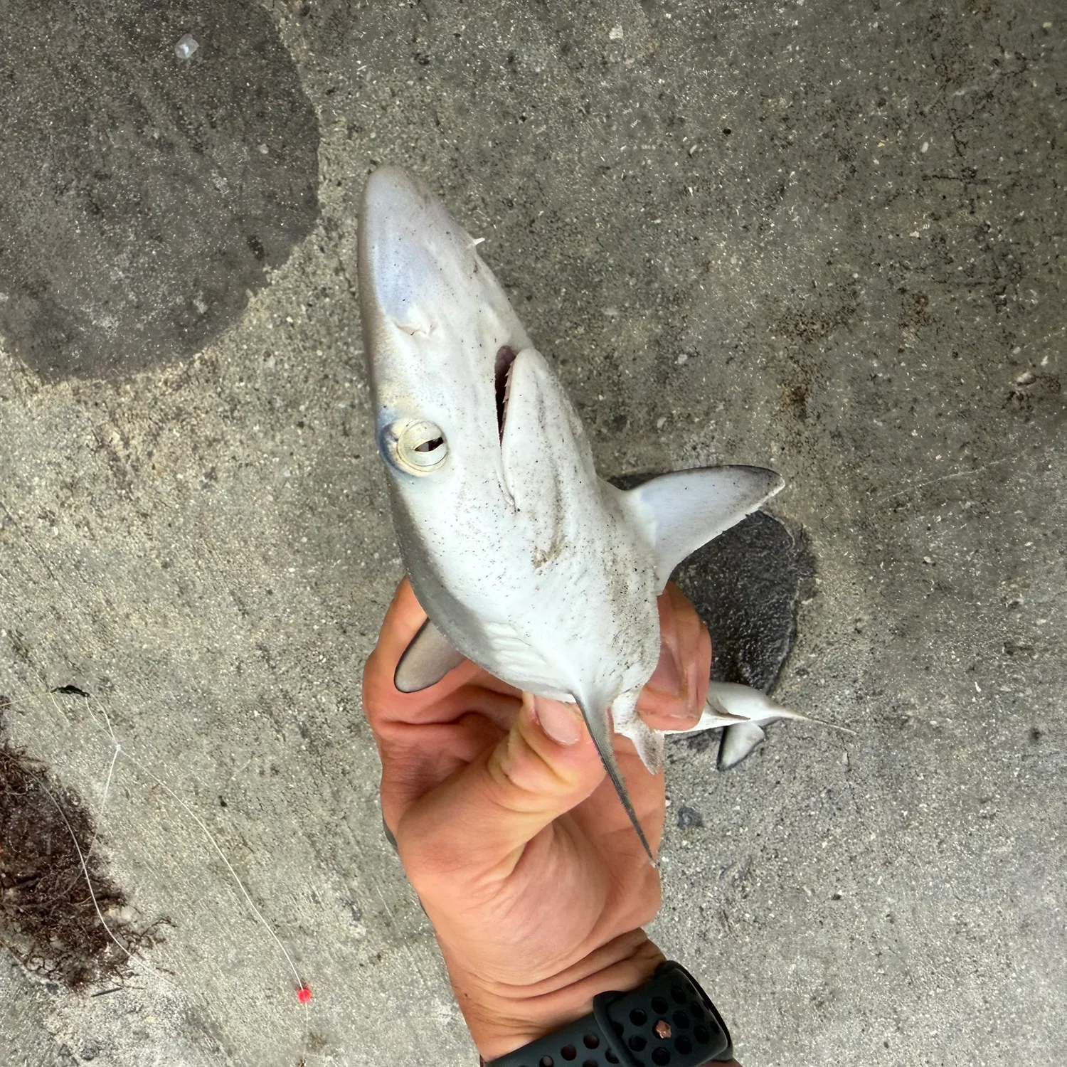 catch