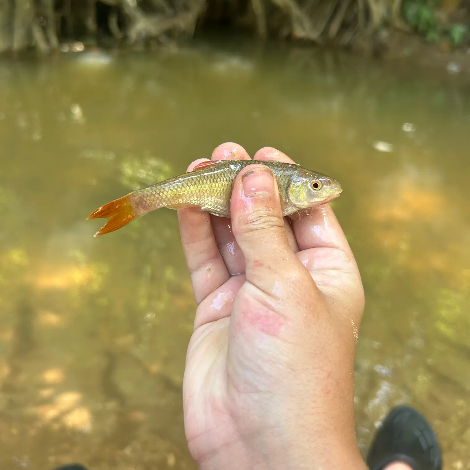 The most recent Redtail chub catches on Fishbrain