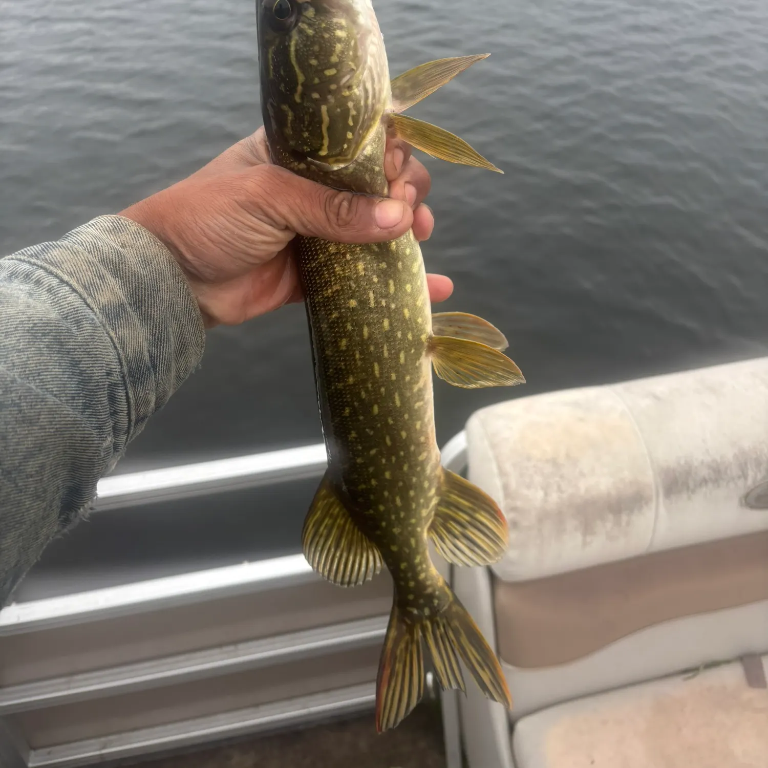 Northern pike caught on Fishbrain