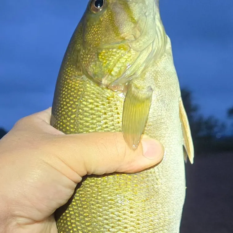 Smallmouth bass caught on Fishbrain