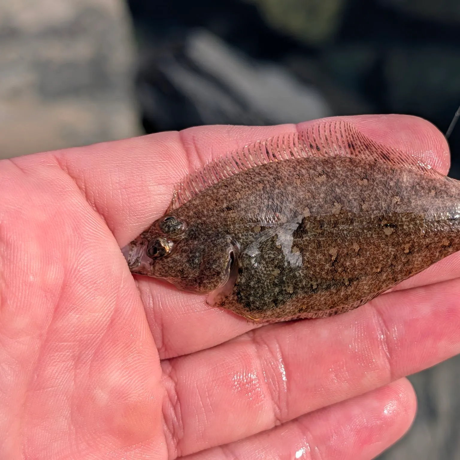 Pacific sanddab caught on Fishbrain