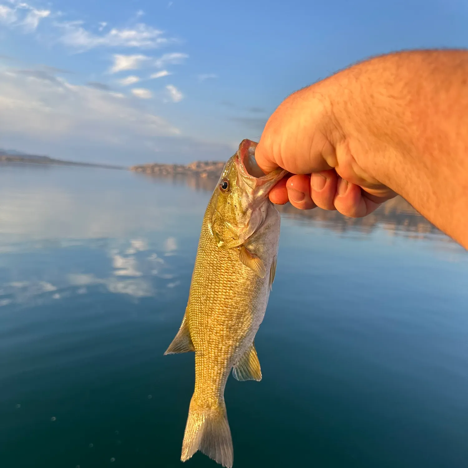 Smallmouth bass caught on Fishbrain