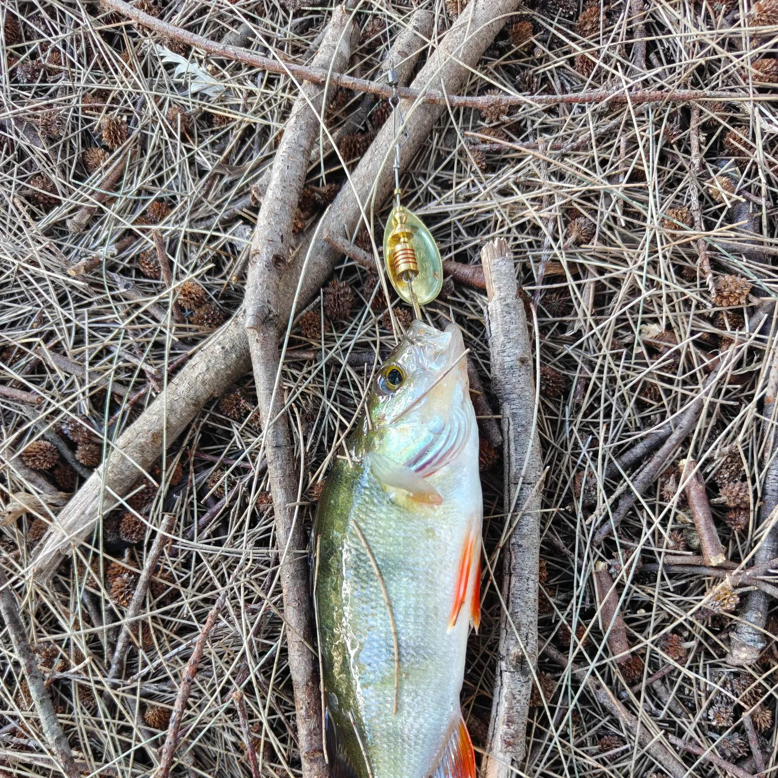 European perch caught on Fishbrain