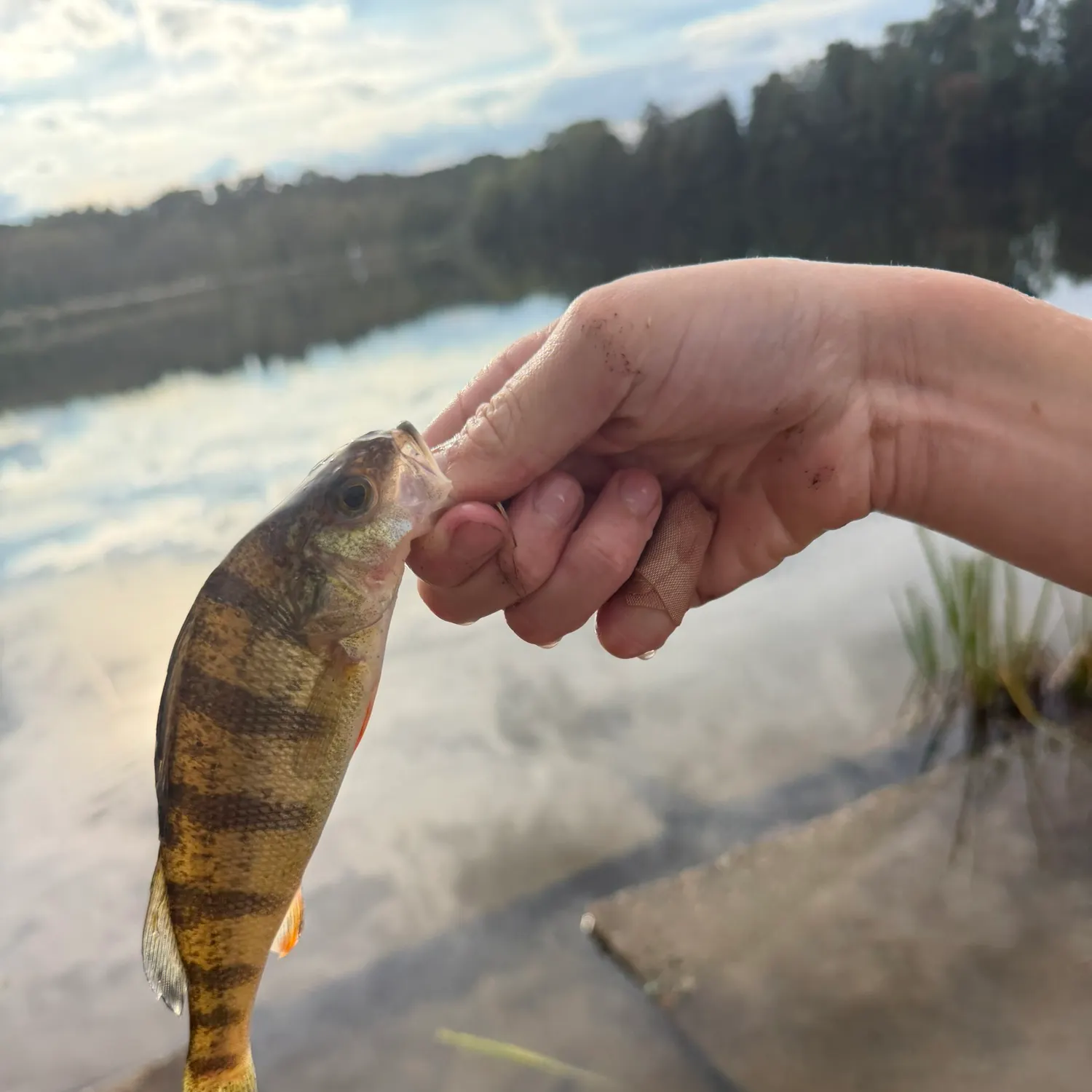 Yellow perch caught on Fishbrain