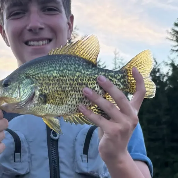 Black crappie caught on Fishbrain