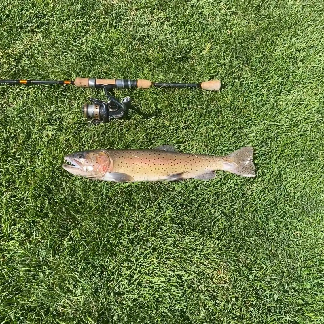 The most recent Lahontan cutthroat trout catches on Fishbrain