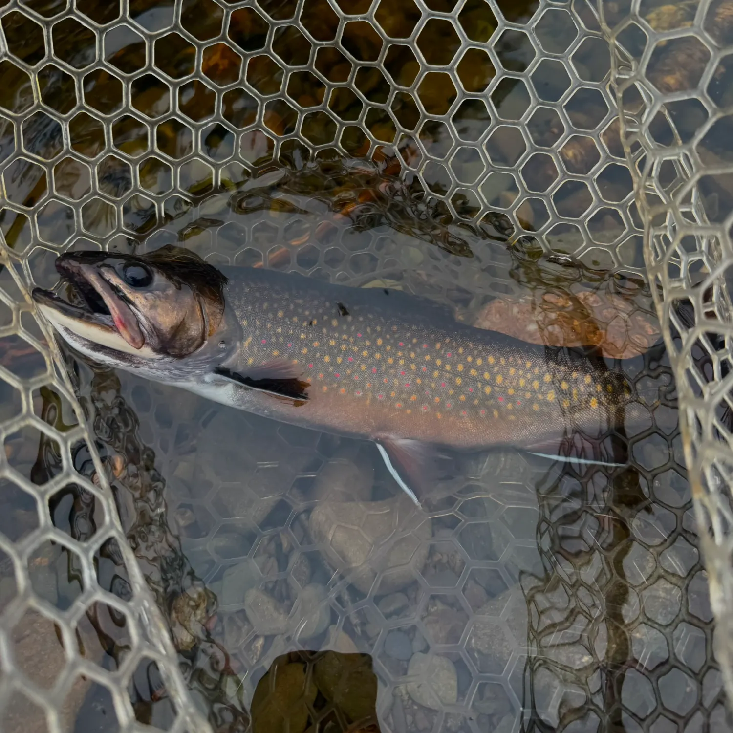 Brook trout caught on Fishbrain
