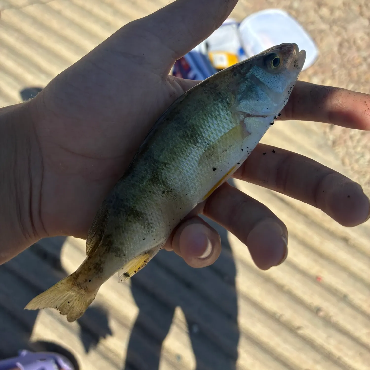 Yellow perch caught on Fishbrain