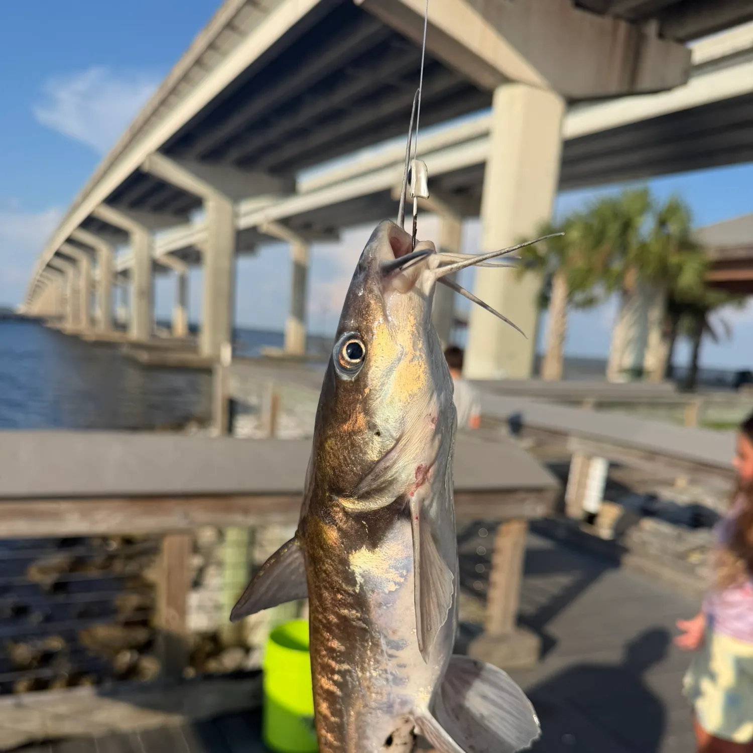 The most recent Hardhead sea catfish catches on Fishbrain