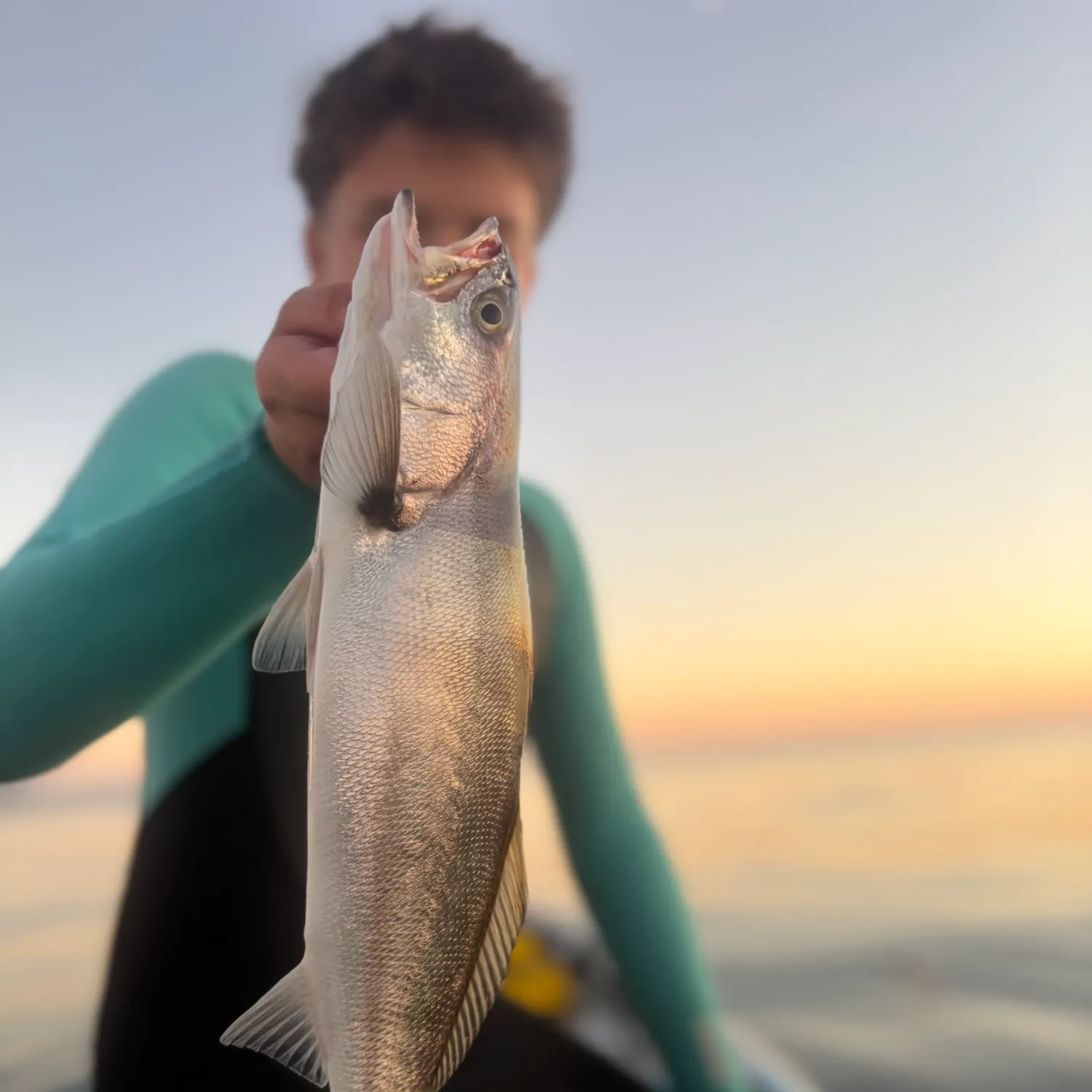 The most recent White seabass catches on Fishbrain