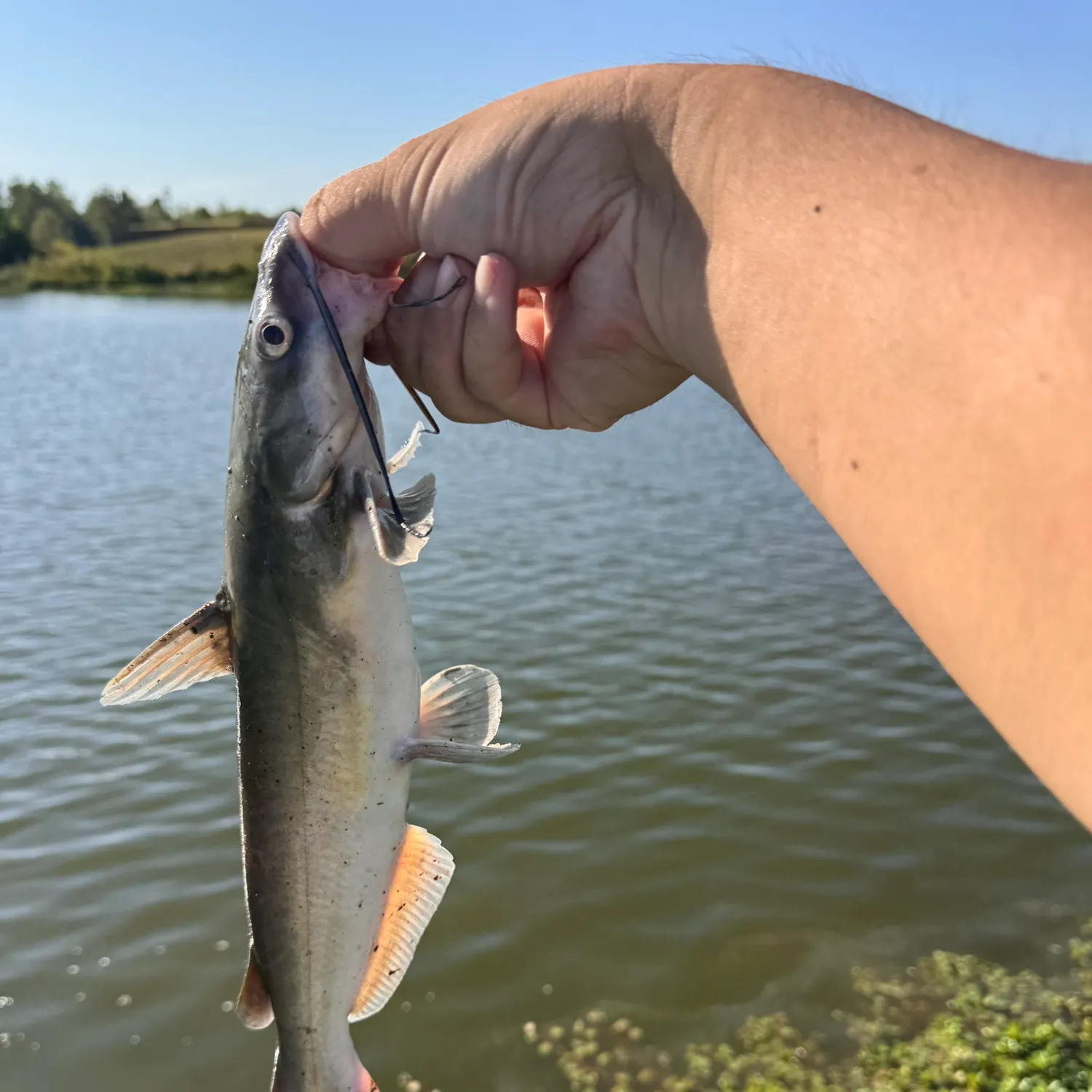 Channel catfish caught on Fishbrain