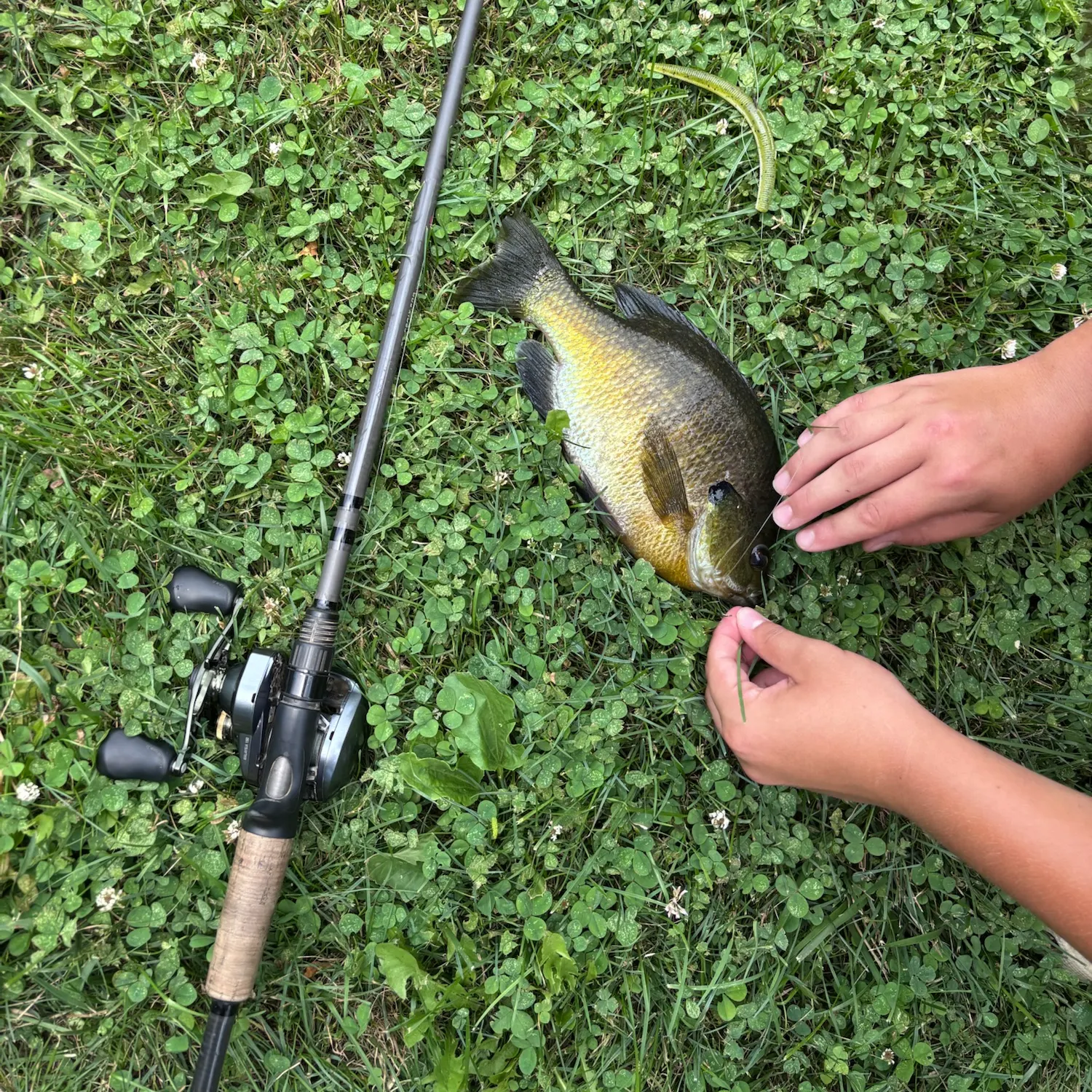 The most recent Bluegill catches on Fishbrain