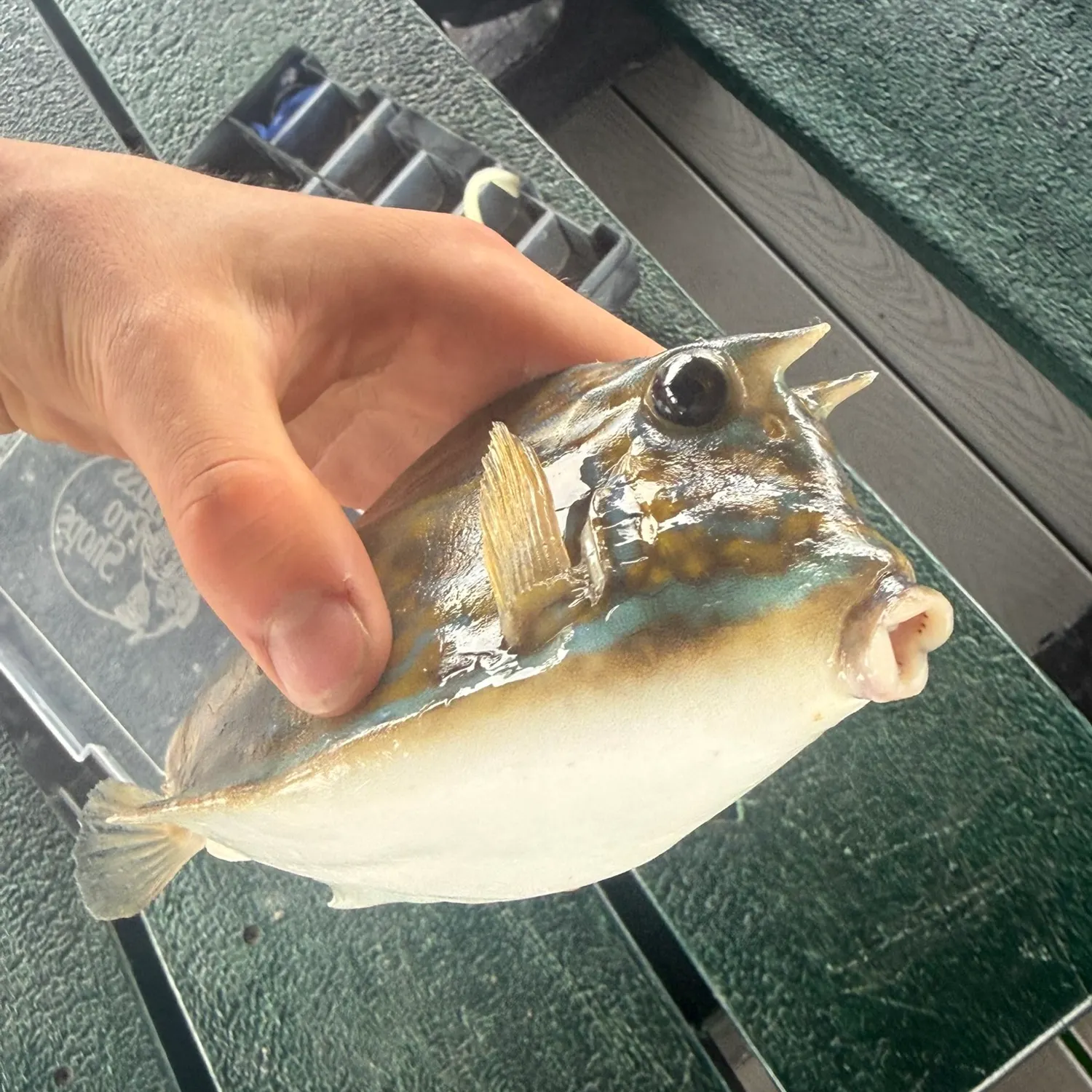 The most recent Scrawled cowfish catches on Fishbrain