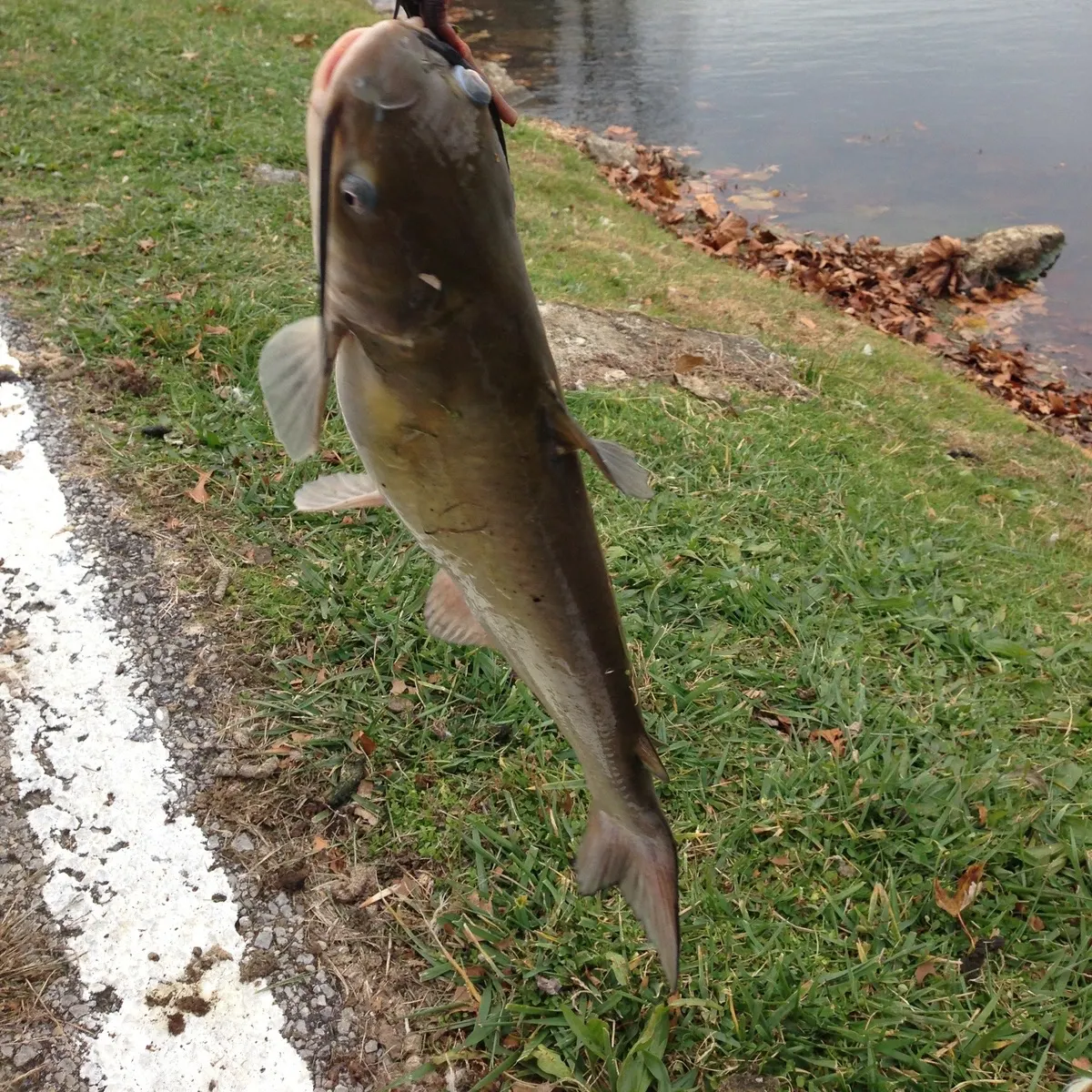 Channel catfish caught on Fishbrain