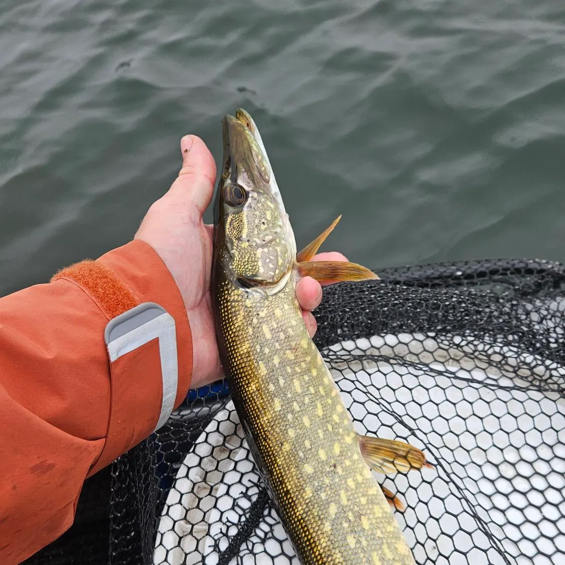 Northern pike caught on Fishbrain
