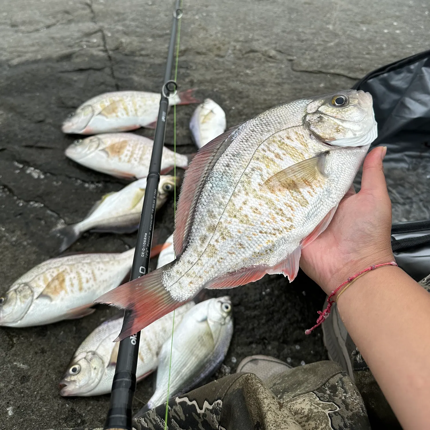 The most recent Redtail surfperch catches on Fishbrain