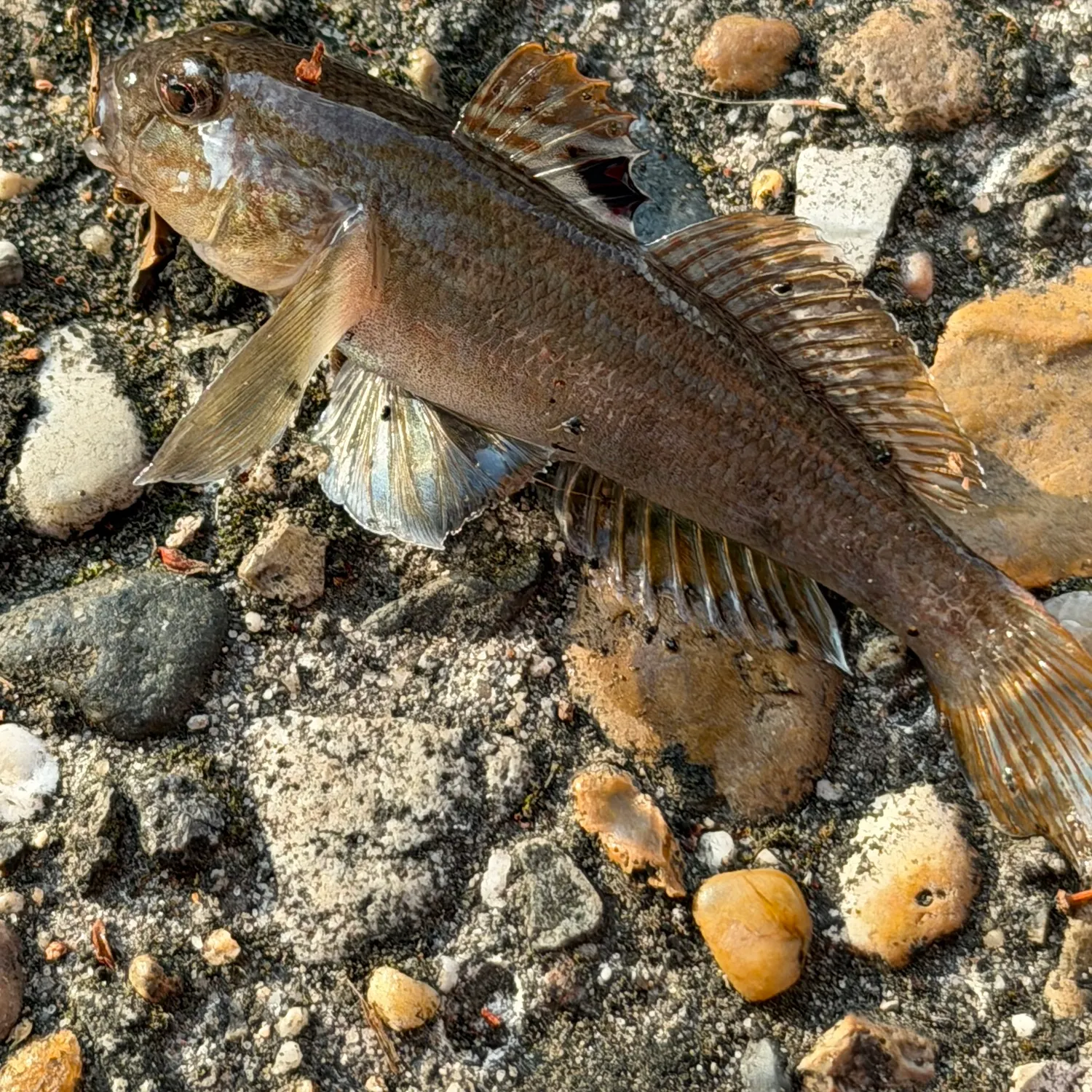 Round goby caught on Fishbrain