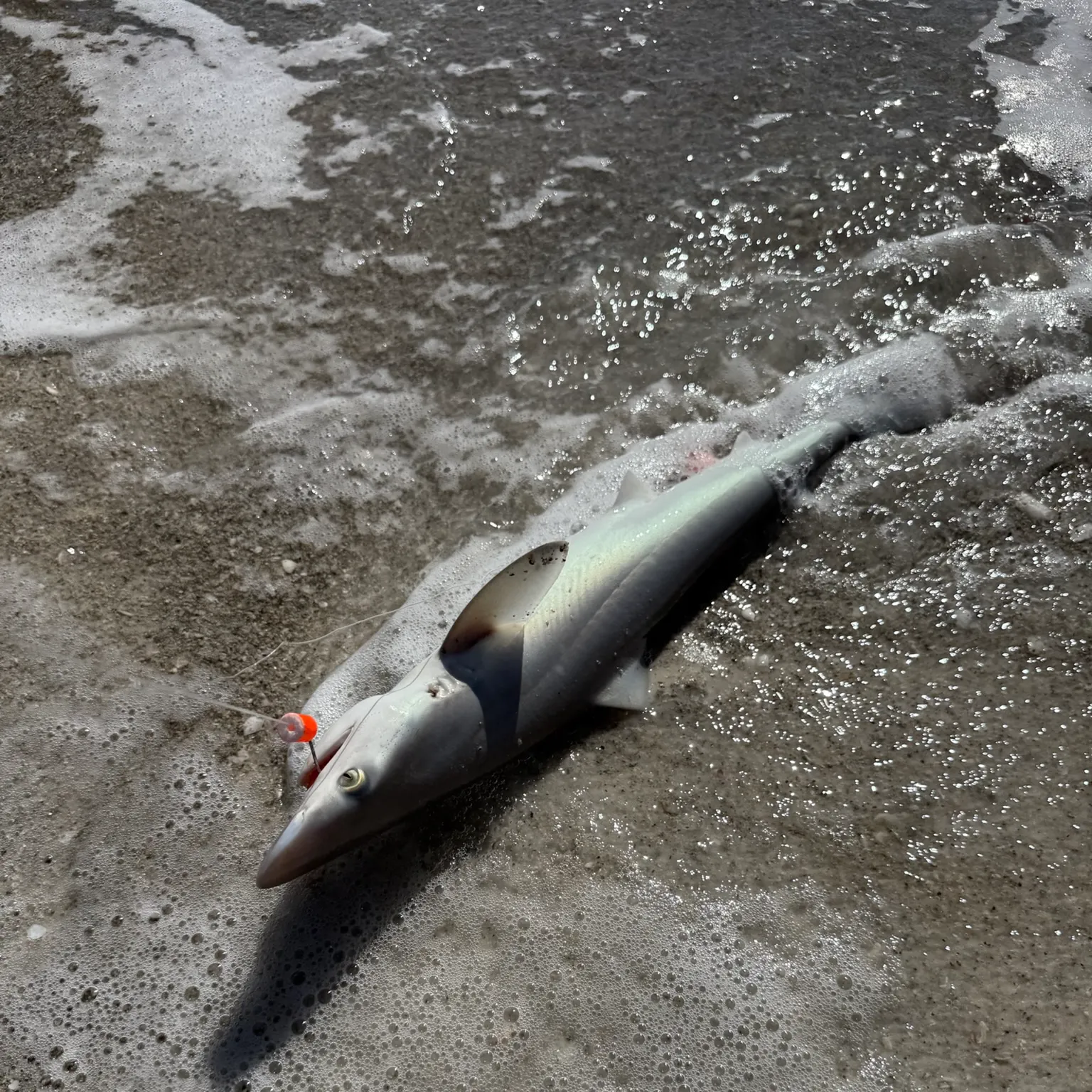 The most recent Atlantic sharpnose shark catches on Fishbrain
