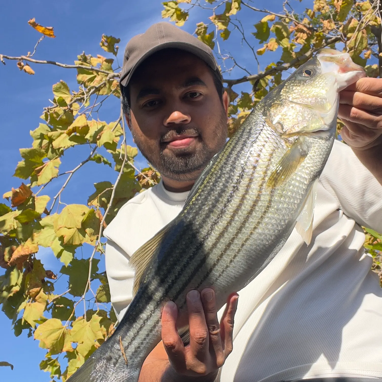 Striped bass caught on Fishbrain