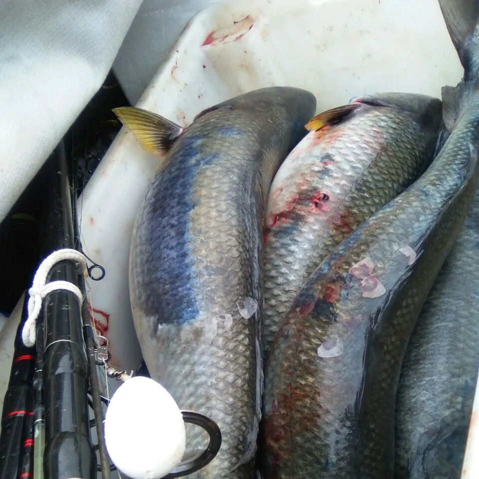 Eastern Australian salmon caught on Fishbrain