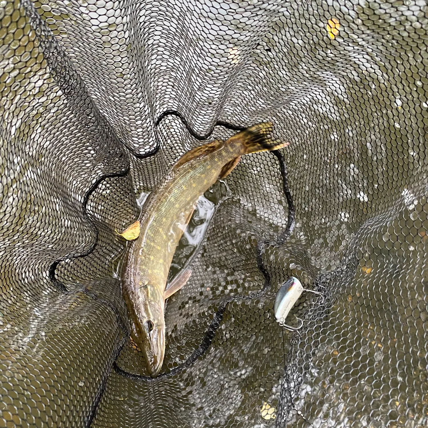 Northern pike caught on Fishbrain