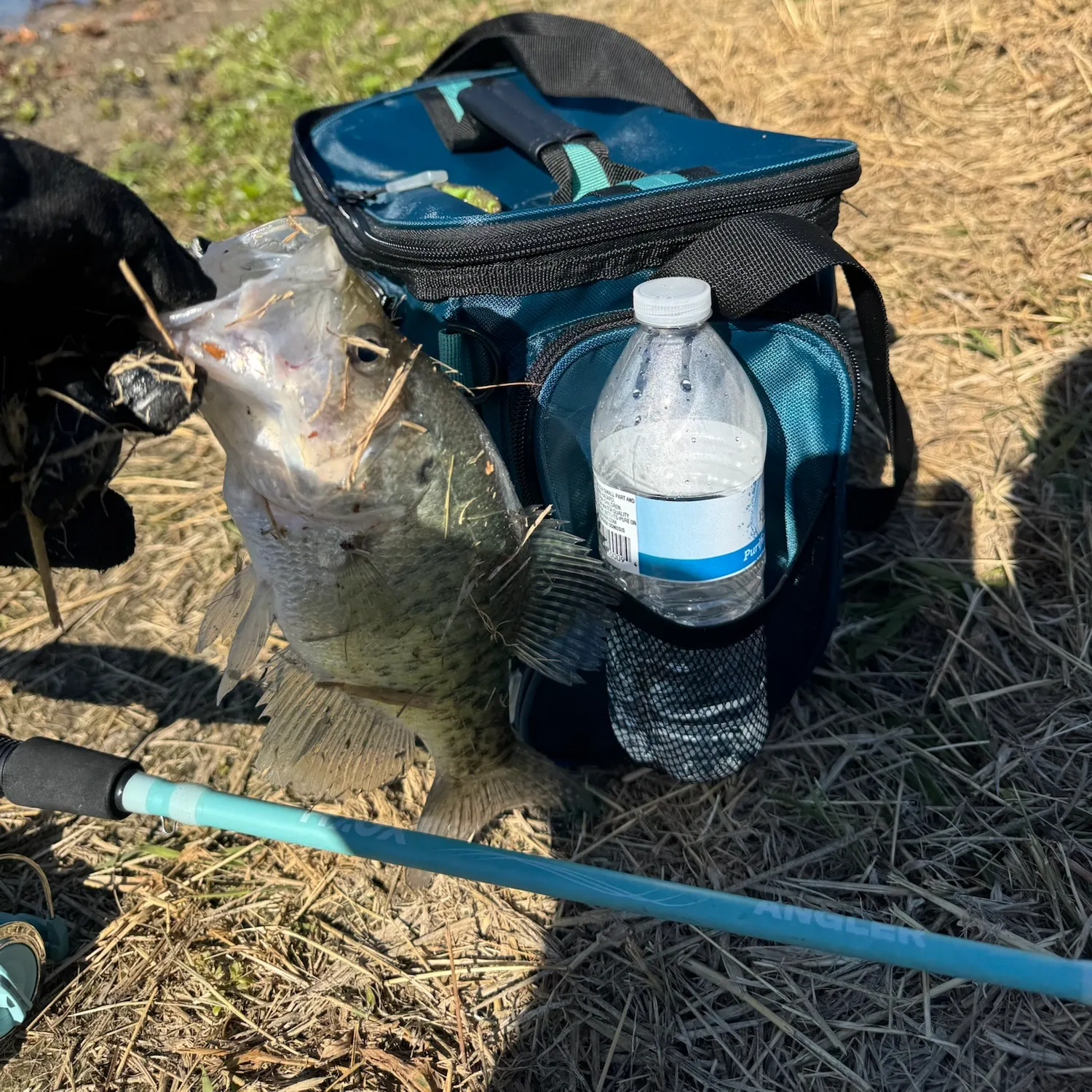 White crappie caught on Fishbrain