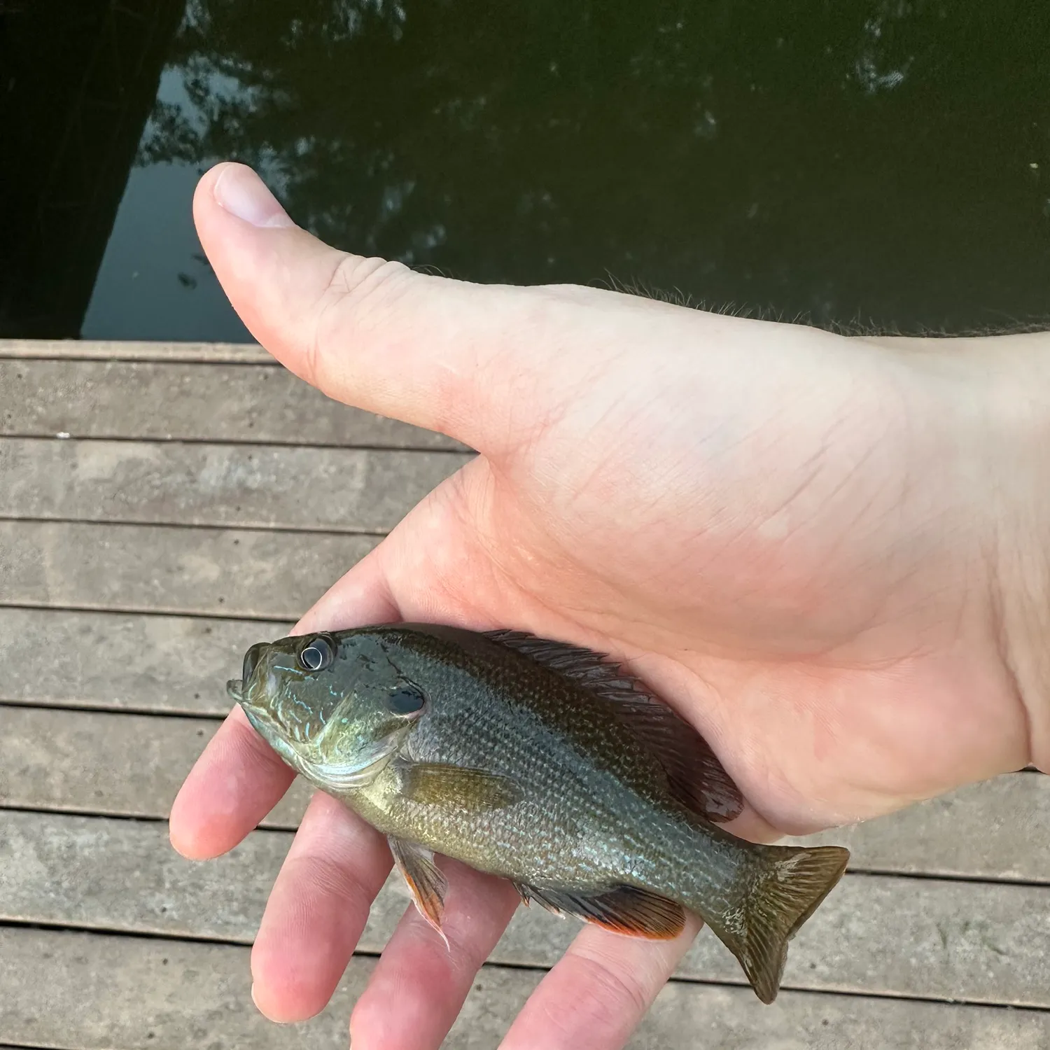 Green sunfish caught on Fishbrain