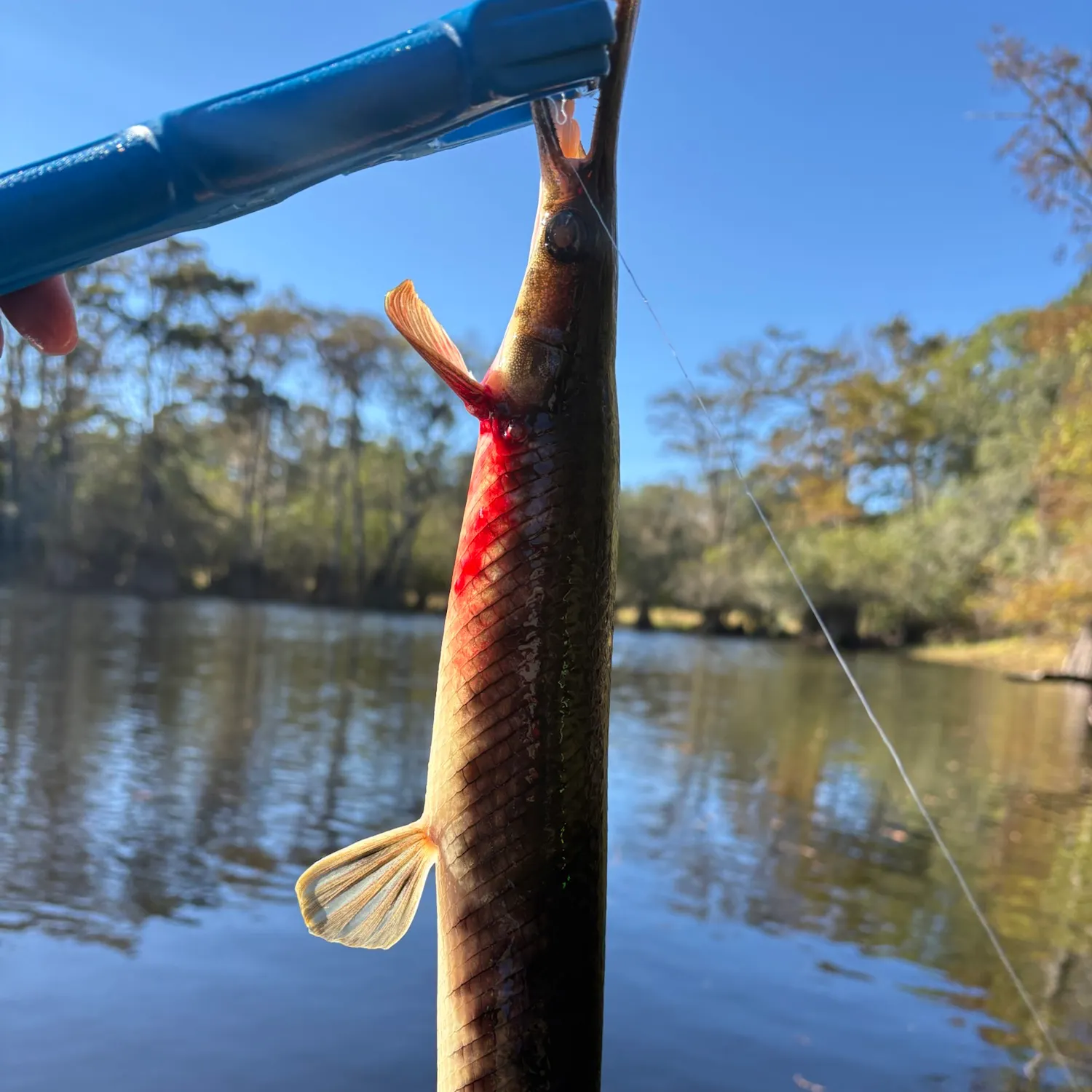 Spotted gar caught on Fishbrain