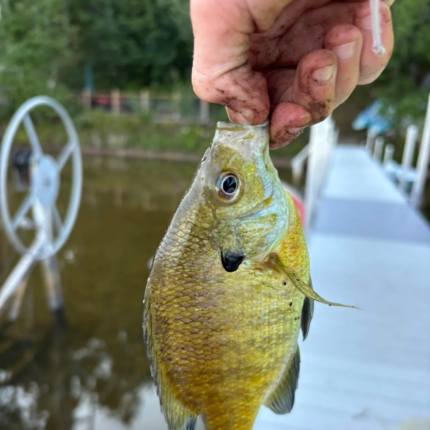 Bluegill caught on Fishbrain
