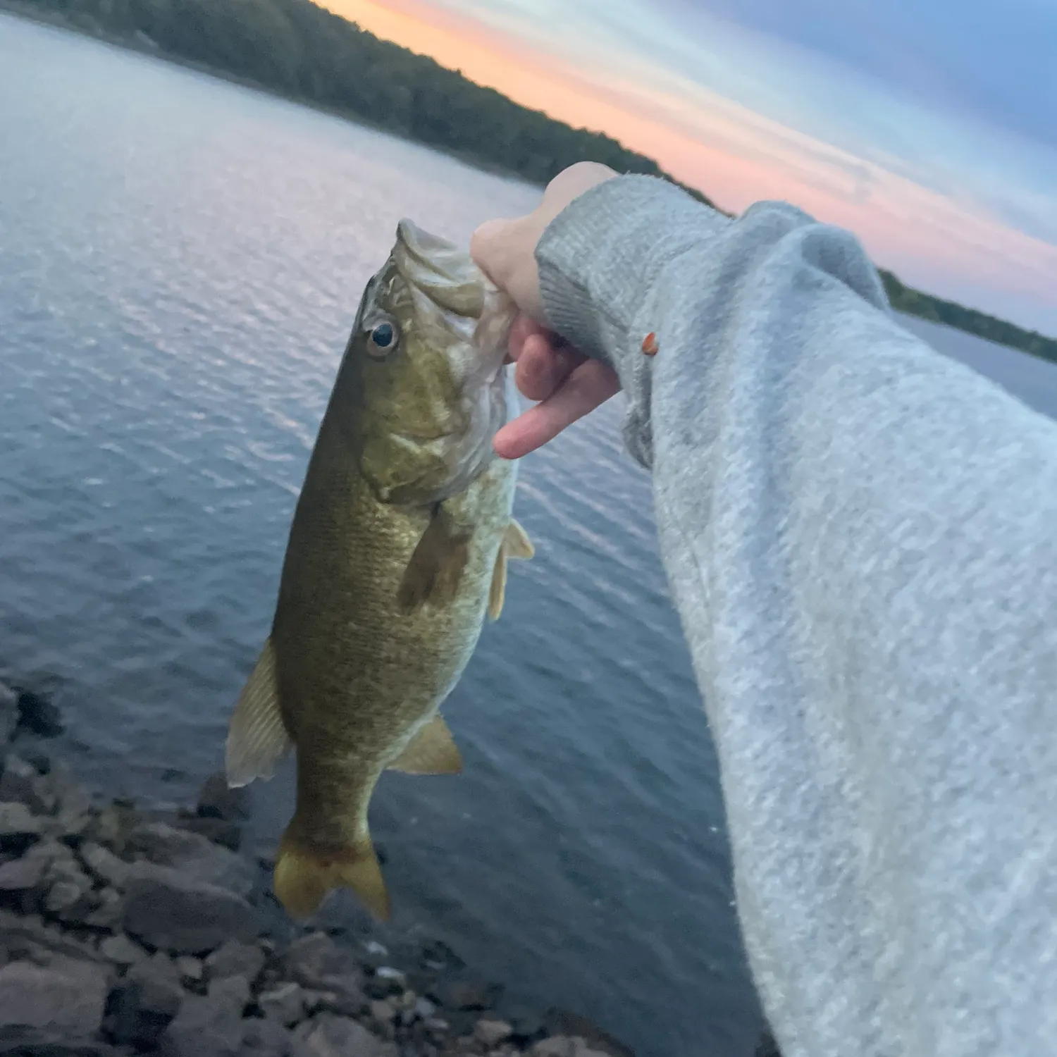 Smallmouth bass caught on Fishbrain