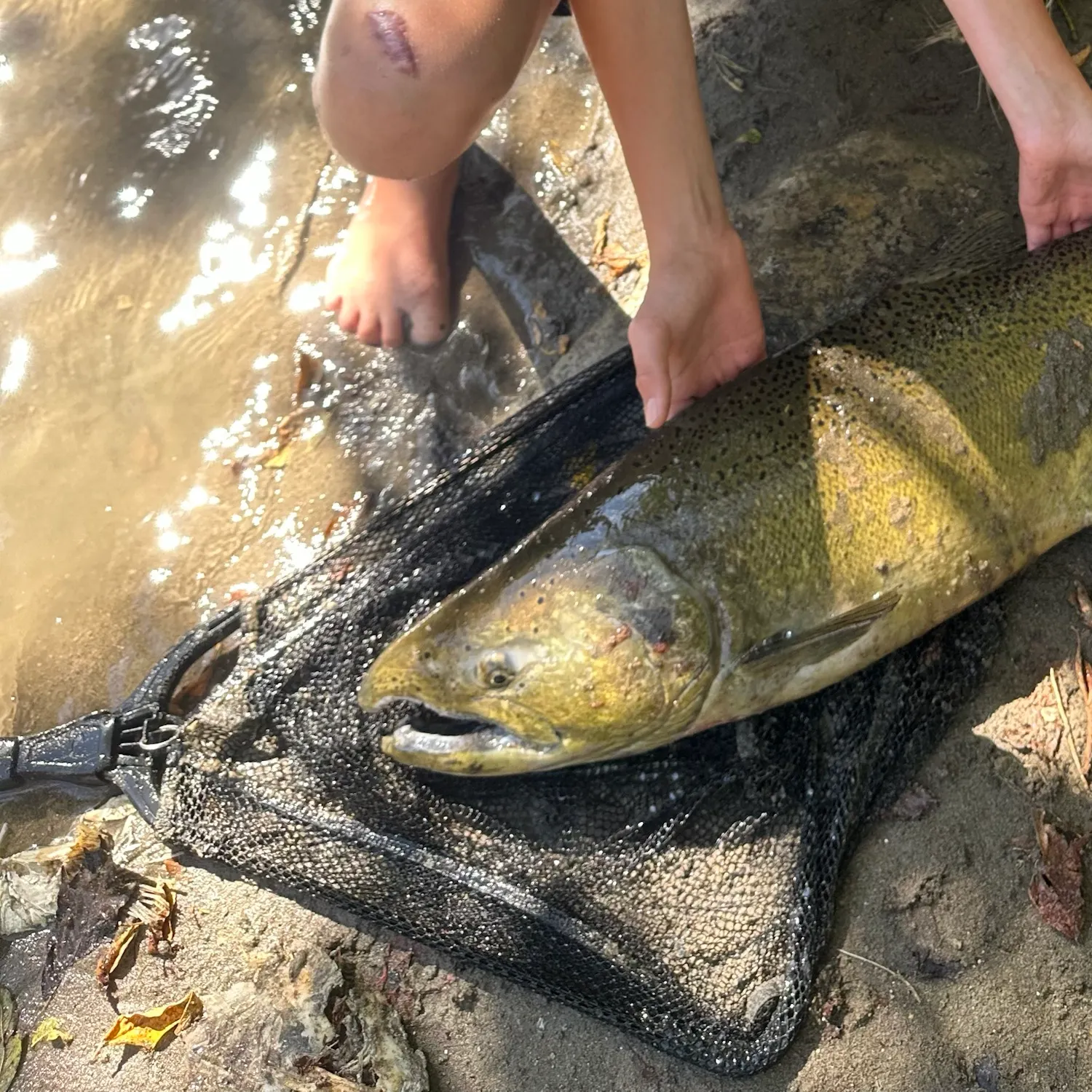 Chinook salmon caught on Fishbrain