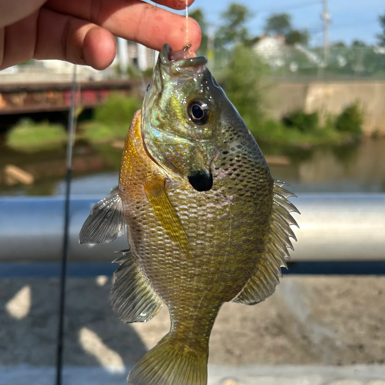 Bluegill caught on Fishbrain