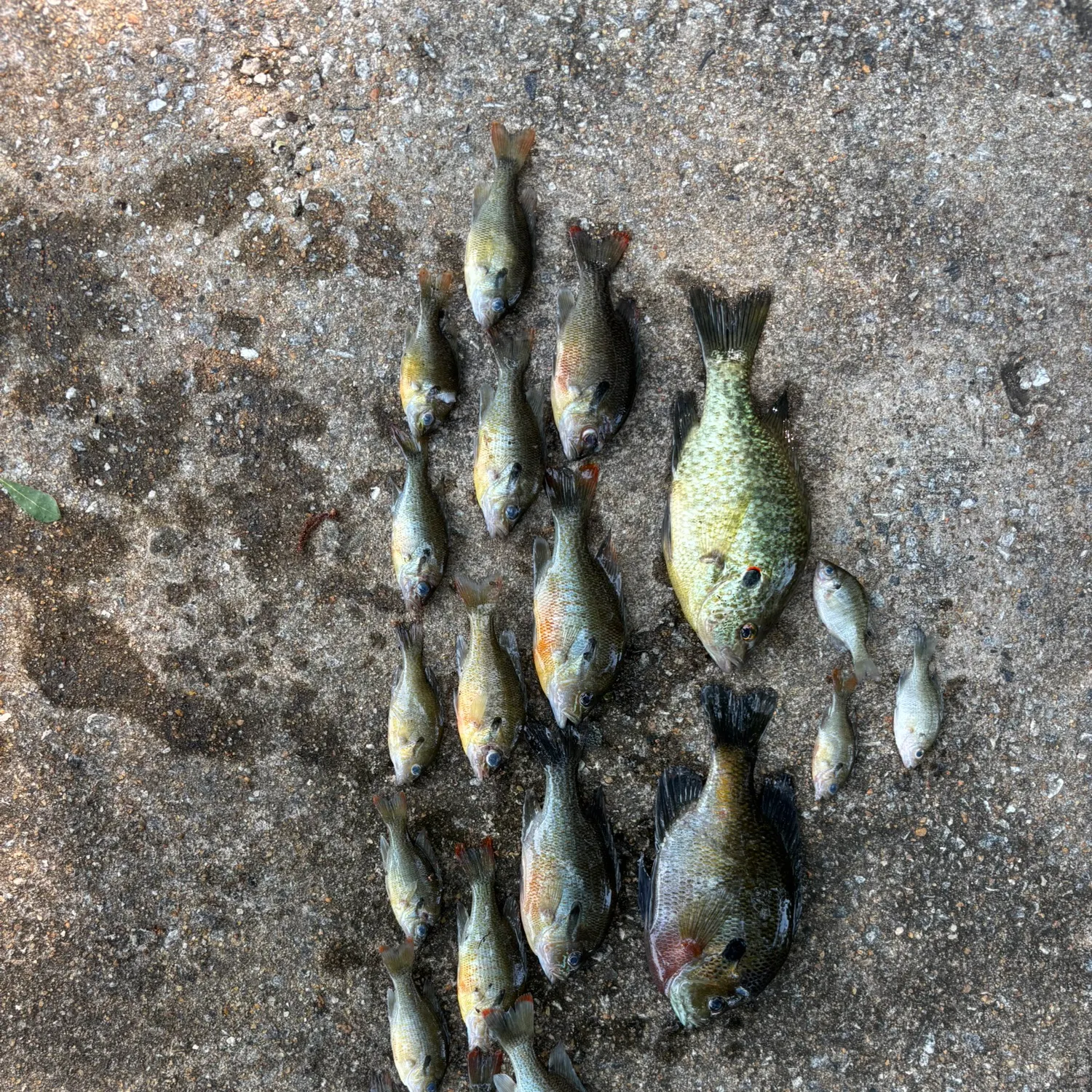 recently logged catches