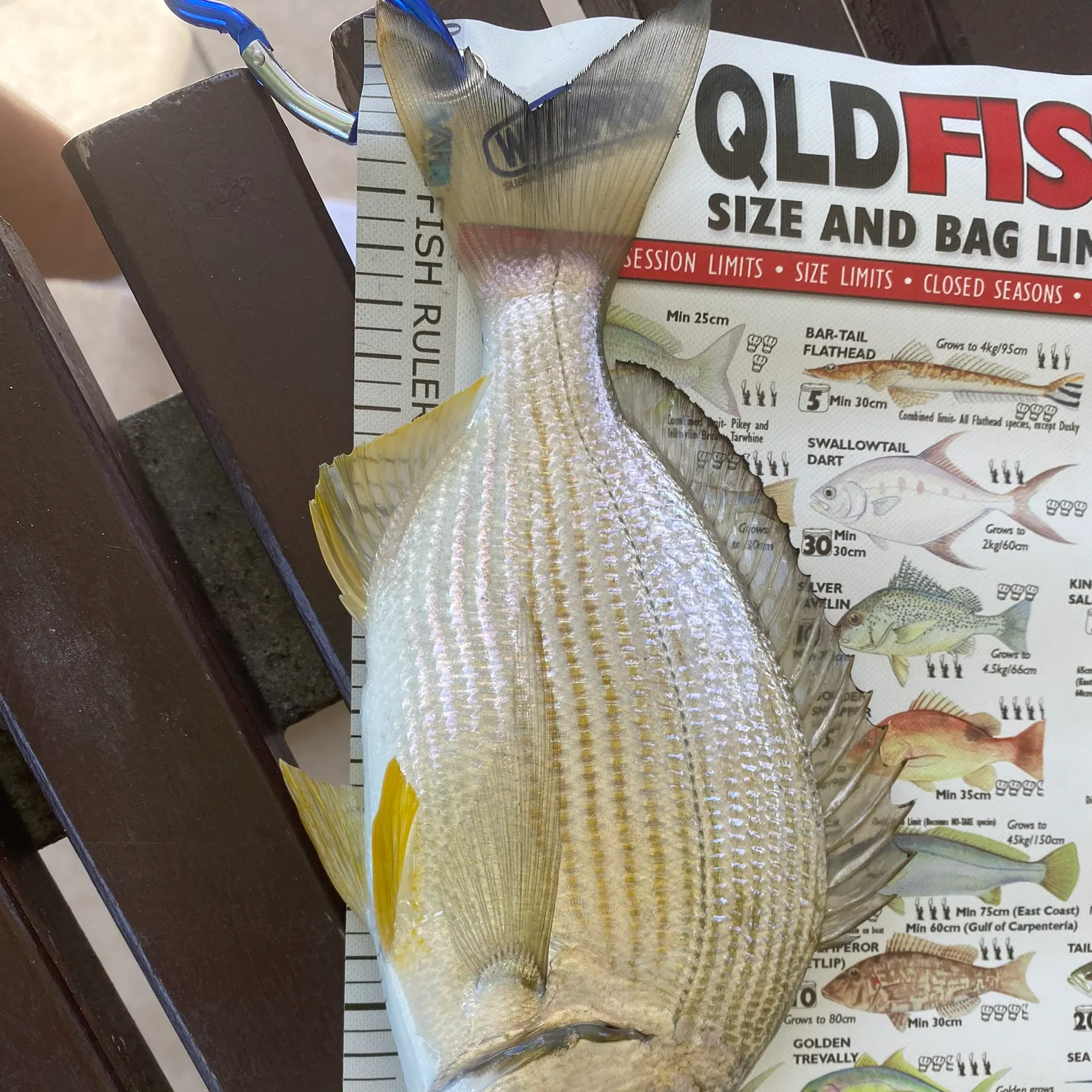 Surf bream caught on Fishbrain