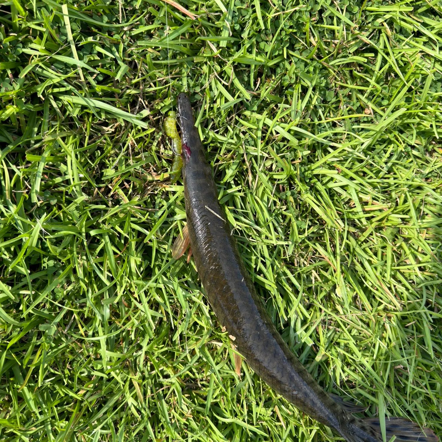 Spotted gar caught on Fishbrain