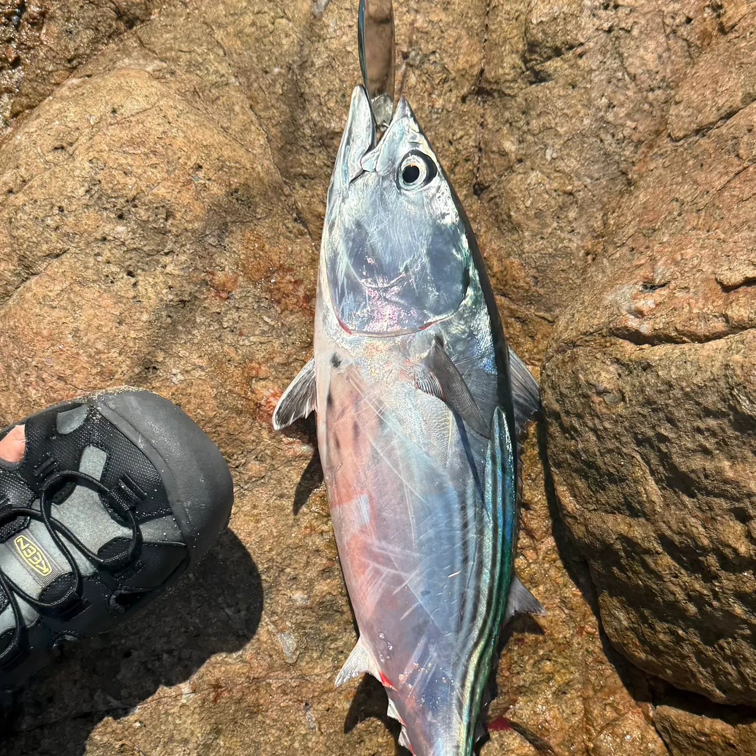 Skipjack tuna caught on Fishbrain