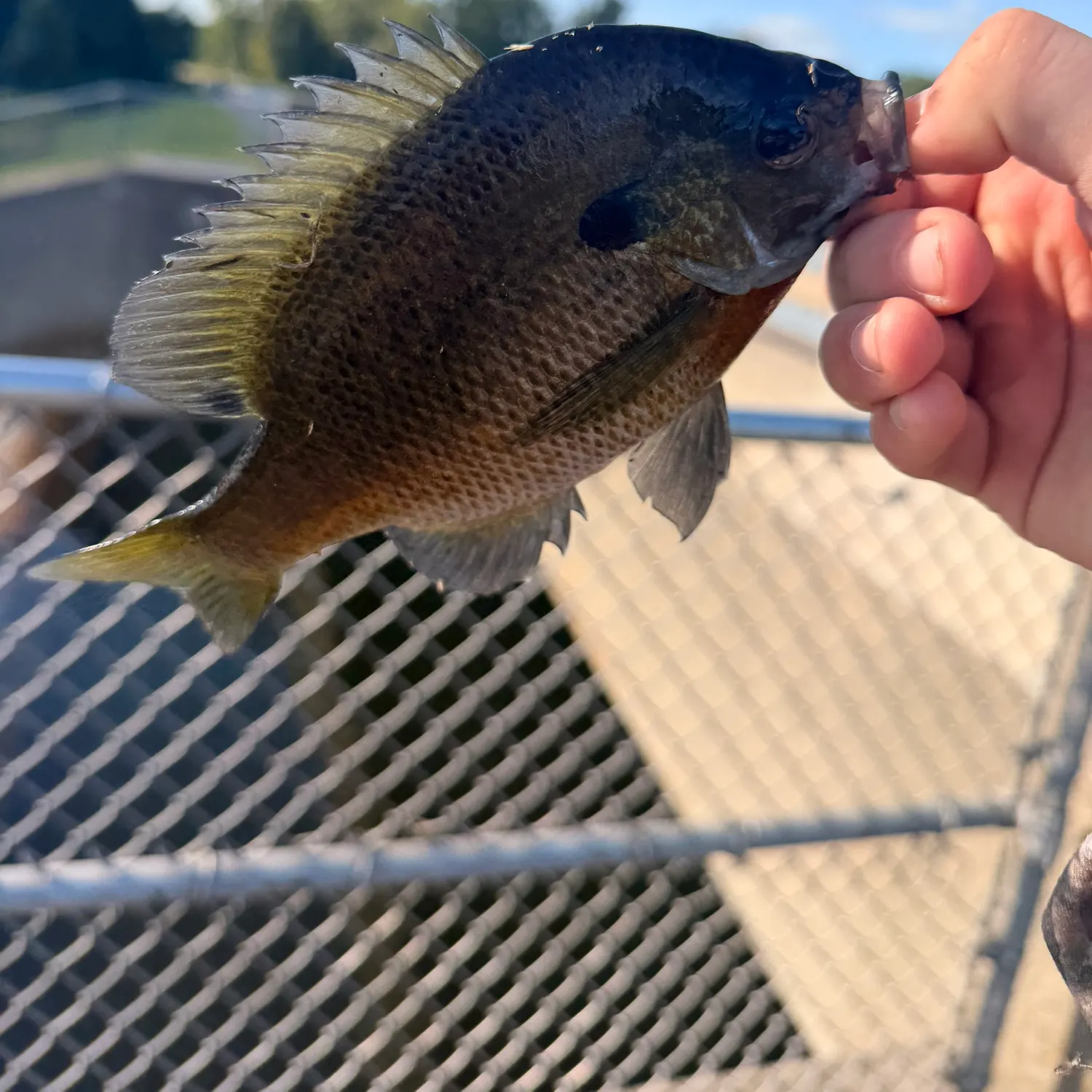 catch