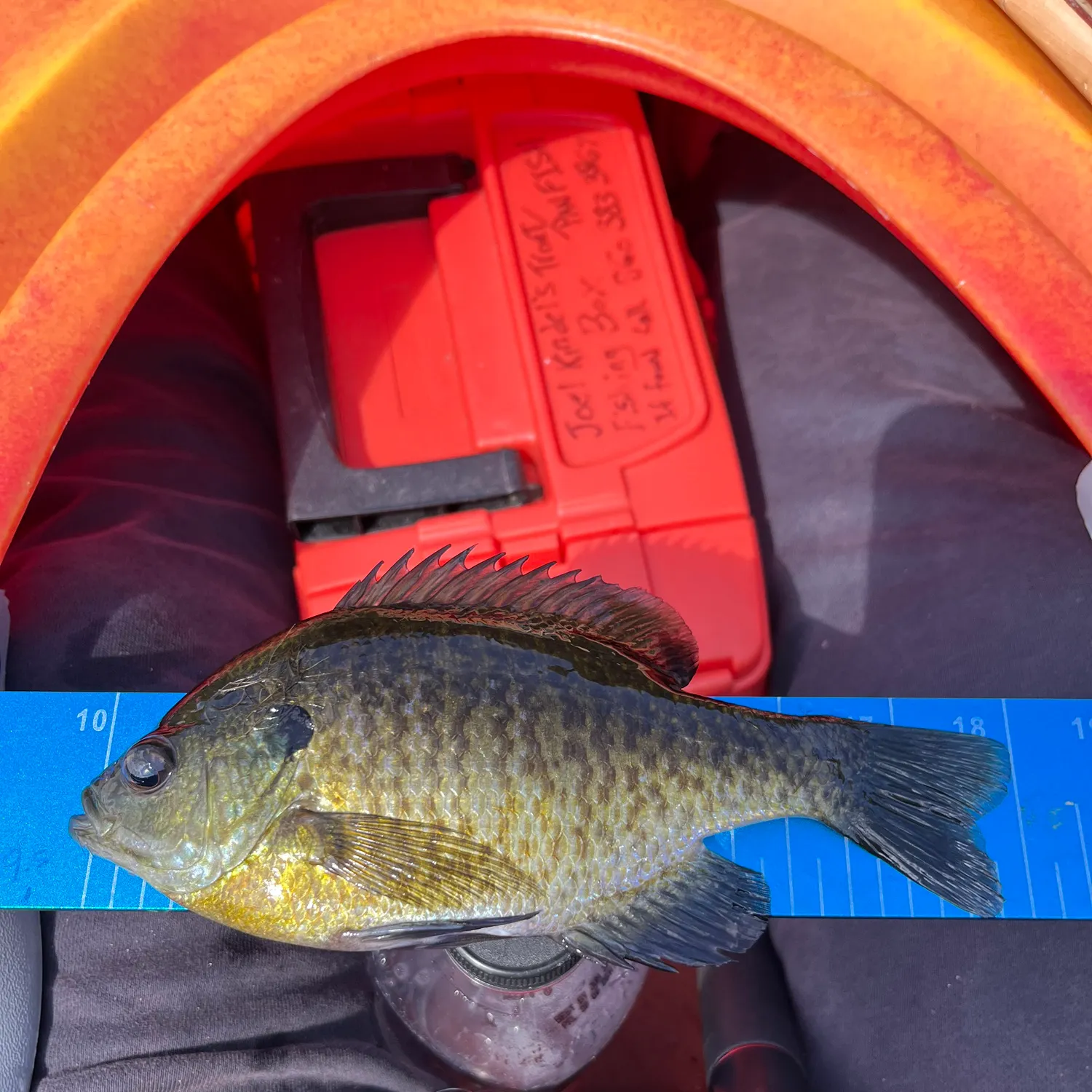 Bluegill caught on Fishbrain