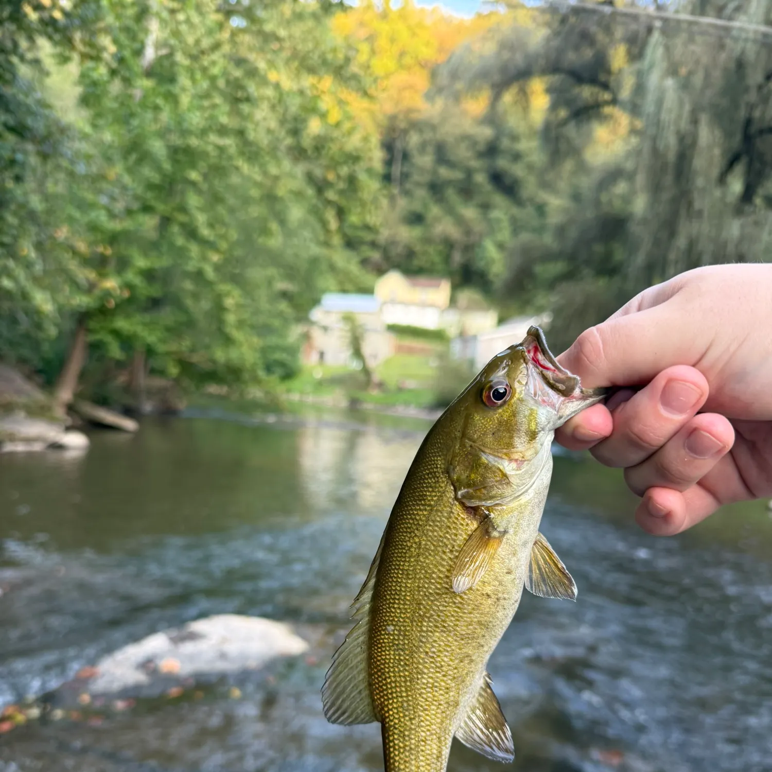 Smallmouth bass caught on Fishbrain