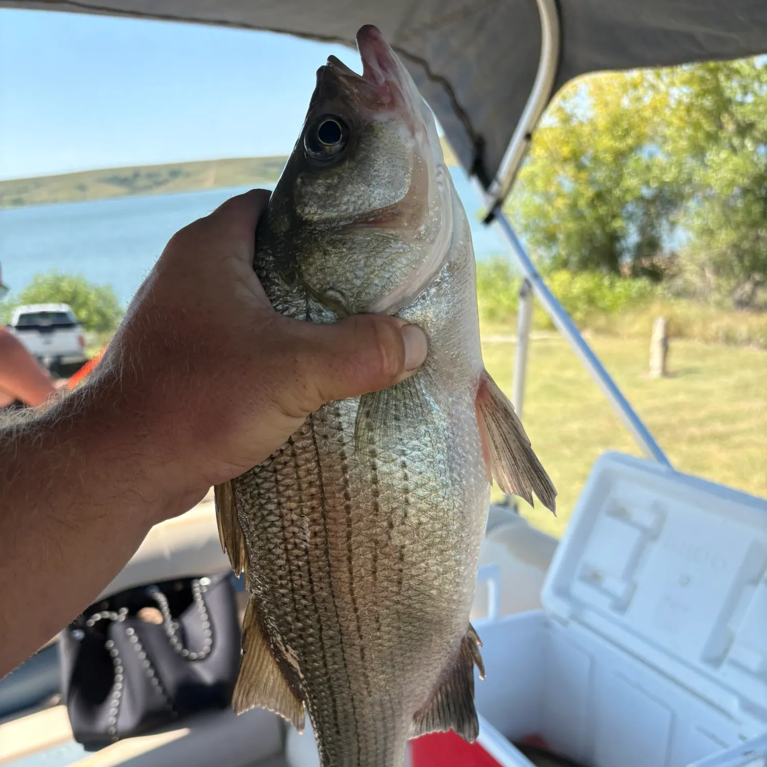 White bass caught on Fishbrain