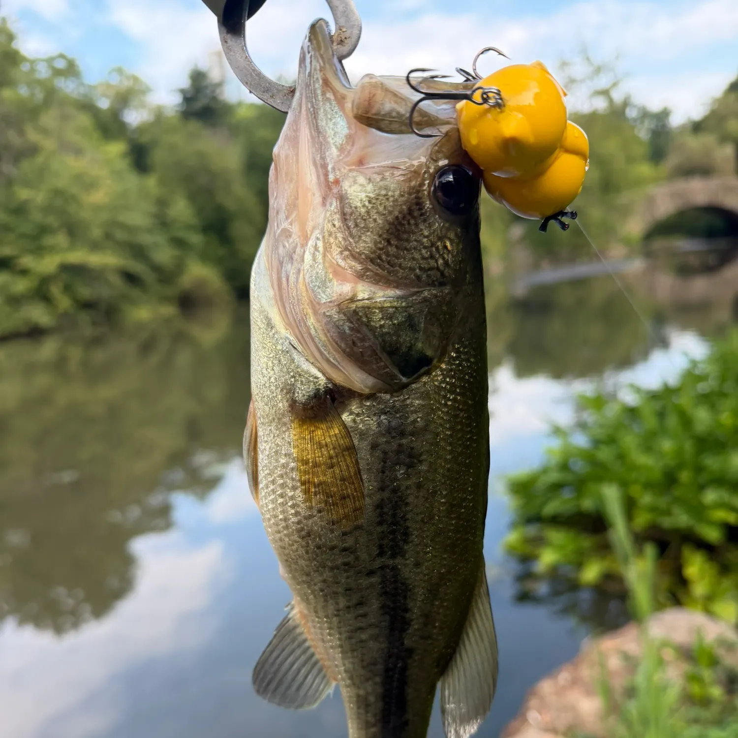 Largemouth bass caught on Fishbrain