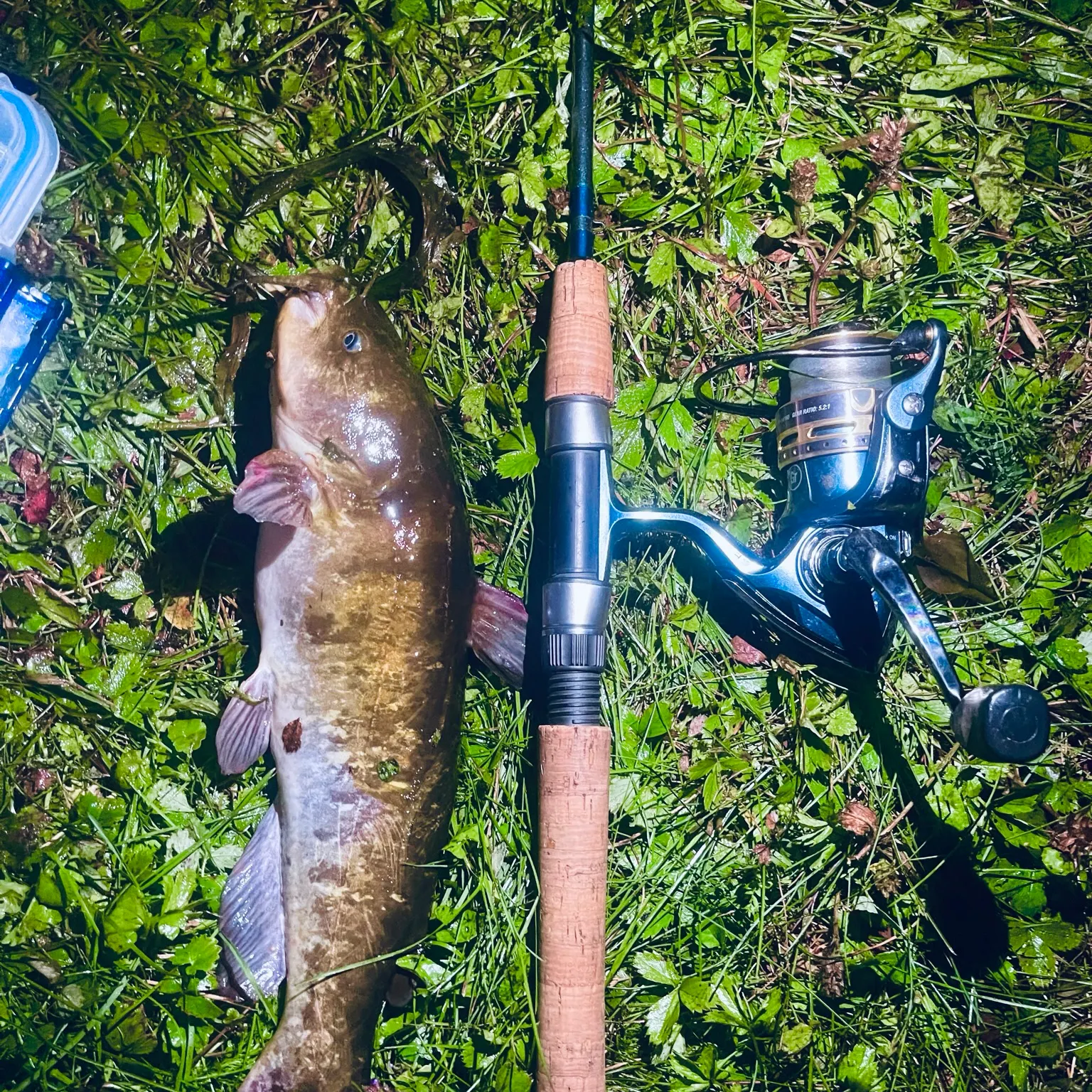 The most recent Brown bullhead catches on Fishbrain