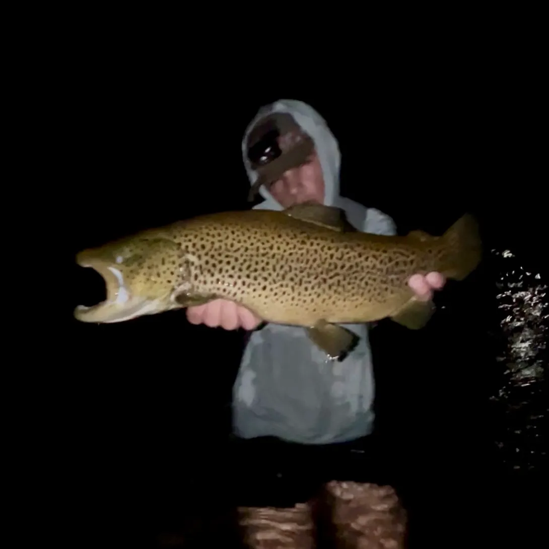 Brown trout caught on Fishbrain