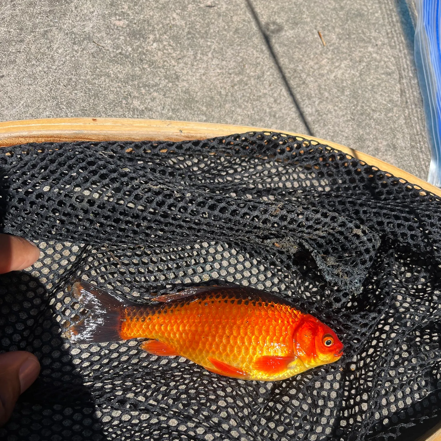 Goldfish caught on Fishbrain