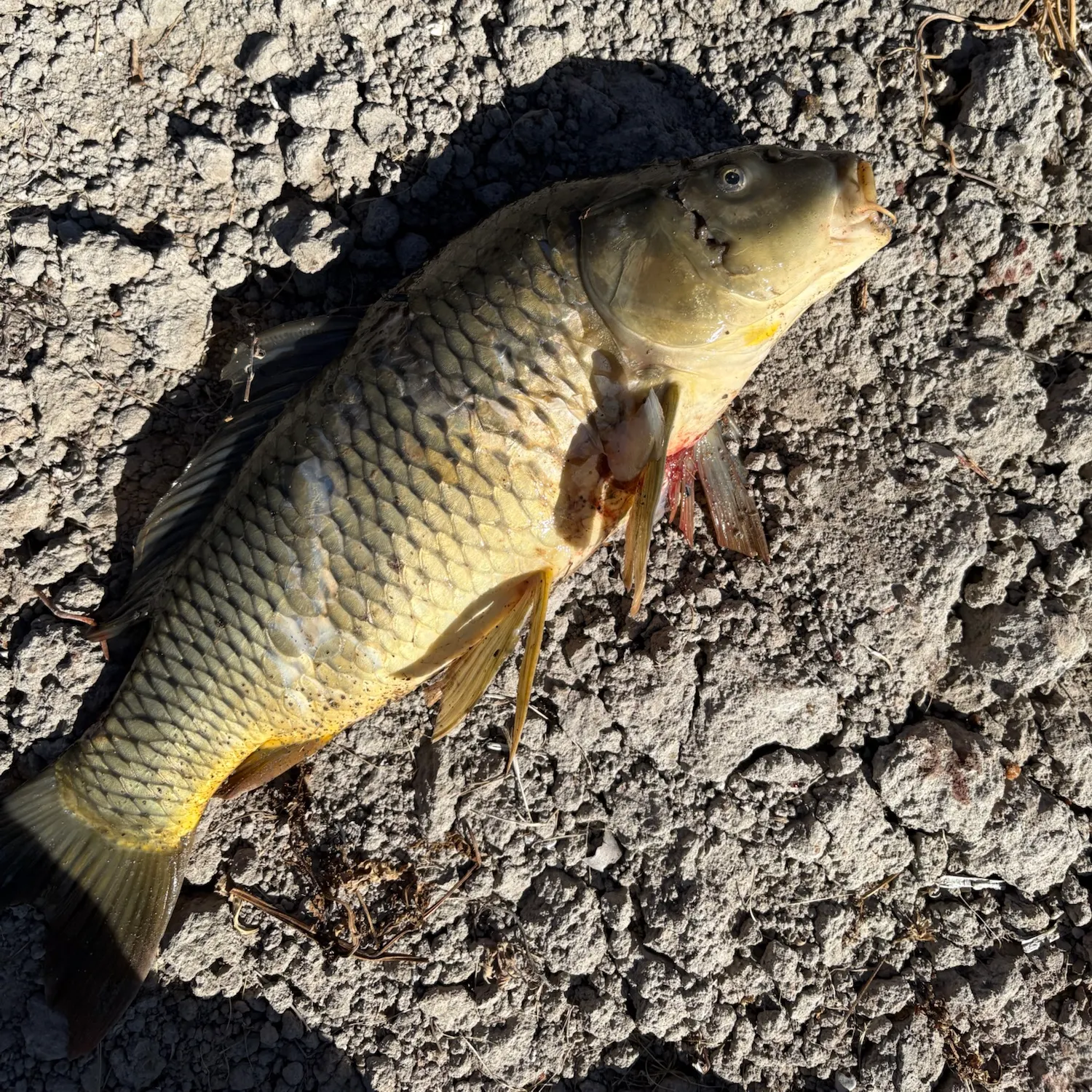 Common carp caught on Fishbrain