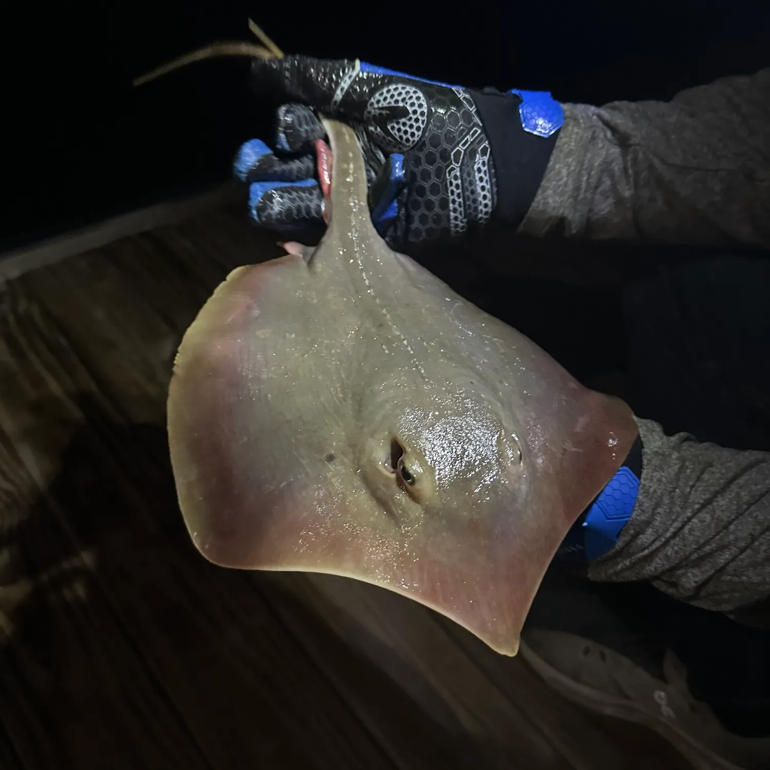 The most recent Atlantic stingray catches on Fishbrain