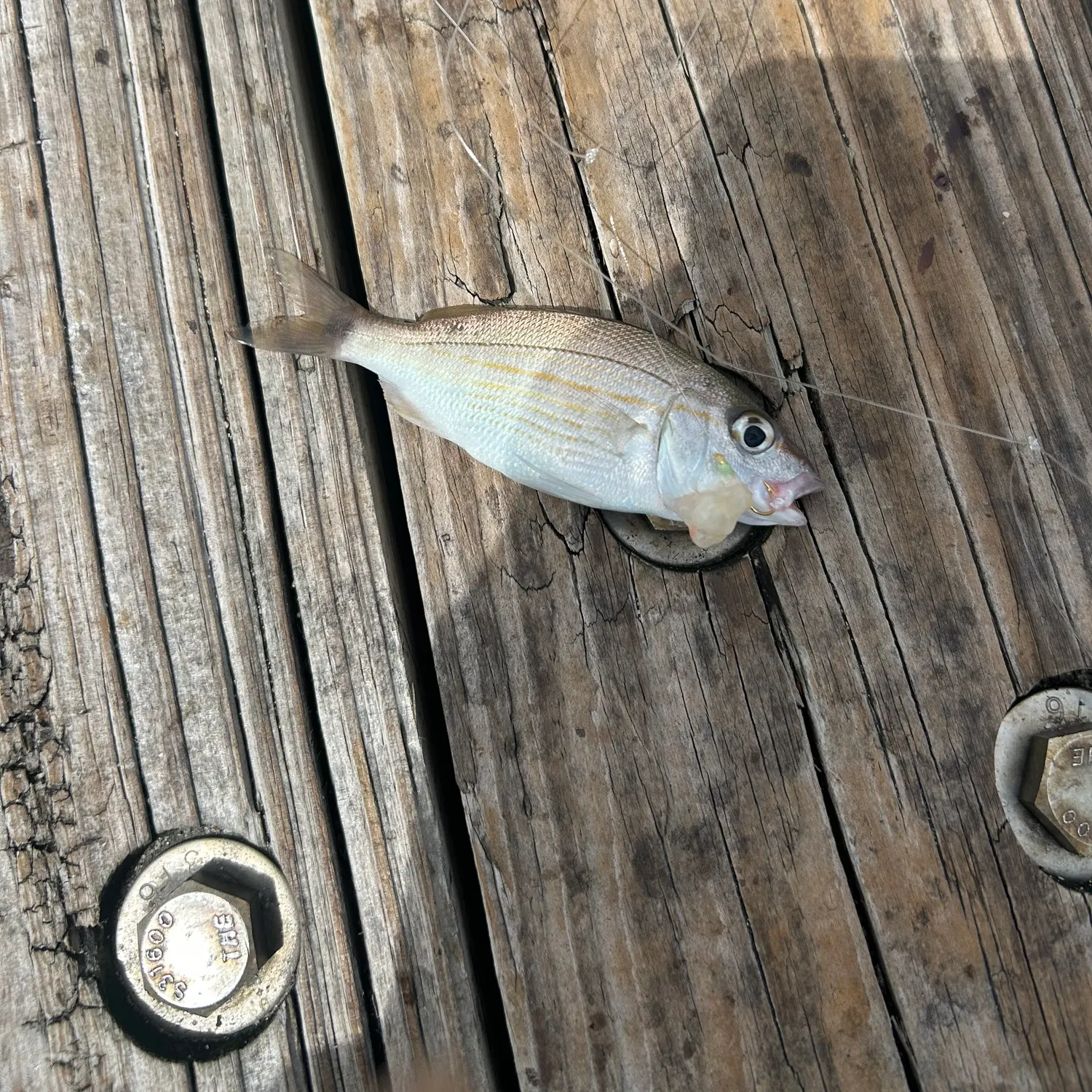 The most recent Tomtate grunt catches on Fishbrain